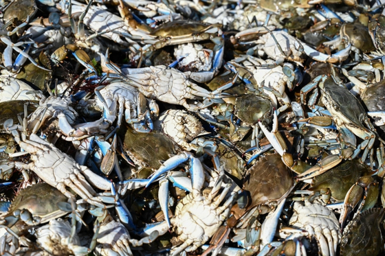 Blue crabs are reportedly devastating Italy's clam aquafarms. [AFP/YONHAP]