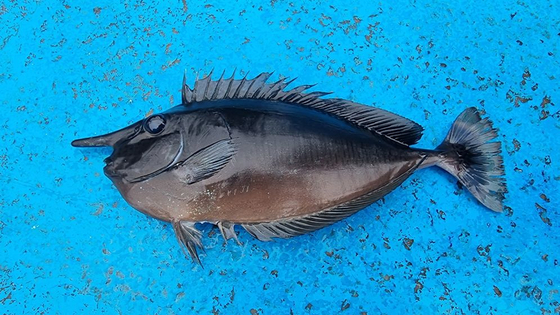 A spotted unicornfish was found in the oceans around Ulleung Island. [RESIDENT OF ULLEUNG ISLAND] 