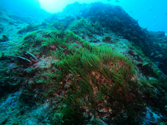 Caulerpa, a species of green algae, spreads underwater near Ulleung Island. [KIOST]