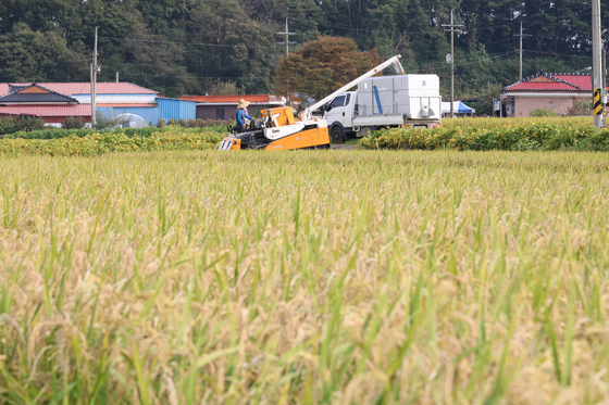 As the harvest season begins, a farmer transfers his rice crop to a truck, in Buyeo County, South Chungcheong, on Tuesday. [YONHAP]