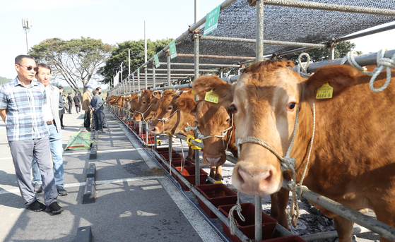  The 2023 Livestock Judging Contest, hosted by Nonghyup Bank's Chungnam headquarters, opened Thursday in Hongseong county, South Chungcheong. The contest celebrates the very best of hanwoo , a breed of small cattle native to Korea known for its quality beef. [YONHAP]