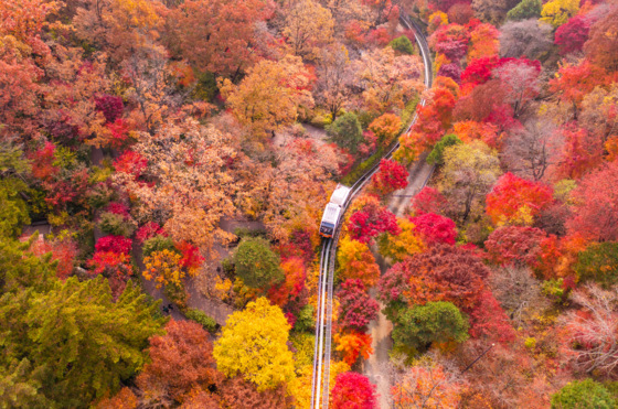 Hwadam Forest, inside Konjiam Resort in Gyeonggi, requires a reservation to visit. The best time this year to view the fall foliage here, according to the resort, is from late October to early November. [KONJIAM RESORT] 
