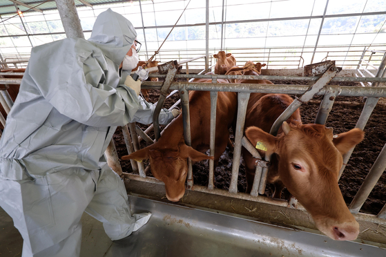 A cow is vaccinated against lumpy skin disease at a farm in Seosan, South Chungcheong, on Monday amid growing concerns over the nationwide spread of the viral disease that affects cattle. [YONHAP]