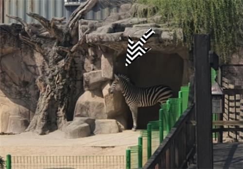 Sero, known as the loneliest Zebra in Korea, is struck with a tragedy once again as his girlfriend, Coco, died recently. [YONHAP]