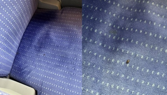 A photo of a bedbug in a train in France reached over 7 million views after being uploaded on X, formerly known as Twitter, on Sept. 19. [SCREEN CAPTURE]
