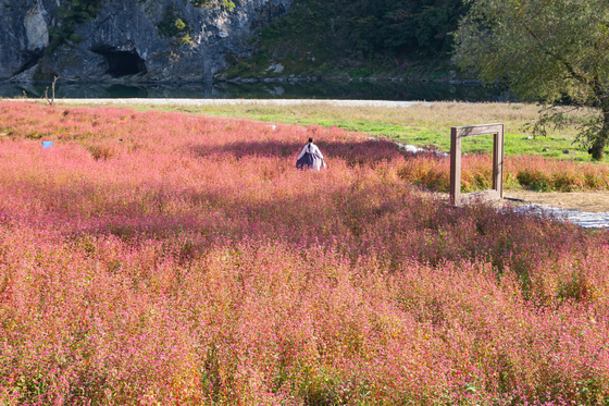A visitor strolls through the red buckwheat field in Yeongwol. [CHOI SEUNG-PYO]