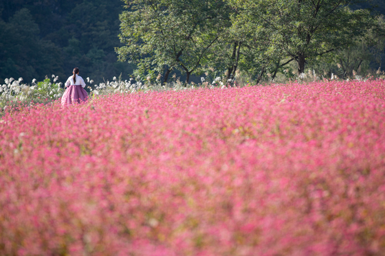 The red buckwheat field in Yeongwol-eup, Yeongwol County [CHOI SEUNG-PYO]