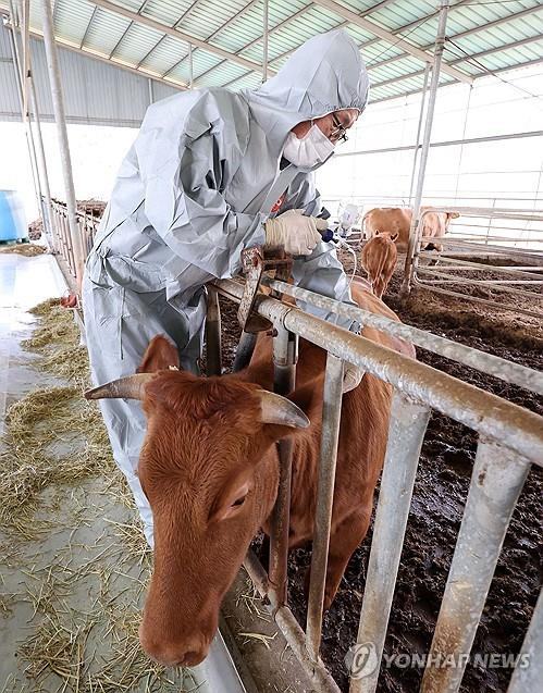 A cow is vaccinated against lumpy skin disease at a farm in Seosan, South Chungcheong, on Oct. 23 amid growing concerns over the nationwide spread of the viral disease that affects cattle. [YONHAP]