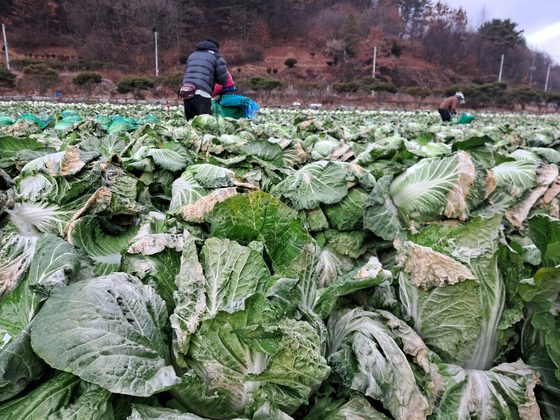 Imperfect cabbage, used to make ″Monnani Kimchi," is ready for harvesting in a field at Guesan, North Chungcheong. The picture was taken on Dec. 12, 2022 [JOONGANG PHOTO]