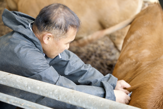 An owner of a cattle farm vaccinates a cow in North Chungcheong. [YONHAP]