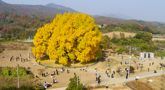 People visit a giant ginkgo tree believed to be 859-year-old in Bangye-ri, Wonju, Gangwon on Tuesday, the very last day of October. The tree is 32 meters tall (104 feet) and has a perimeter of 16.27 meters (640 inches). The tree was designated Natural Monument No. 176 in 1964. [YONHAP]