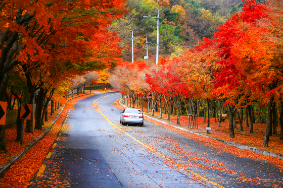 The autumn foliage at Mount Palgong is a tourist attraction in Daegu. [JANG JIN-YOUNG]