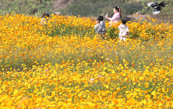Visitors enjoy their day at the flower field full of yellow cosmos in Geumho River Alluvial Island, or Hajung Island, in Buk District, Daegu. [NEWS1]