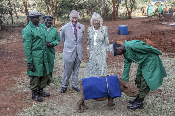 Britain’s King Charles III and Queen Camilla stand by a baby rhino called Raha during a visit to the Sheldrick Elephant Orphanage, on the outskirts of Nairobi, Kenya, Wednesday, Nov. 1, 2023. [Luis Tato, Pool via AP]