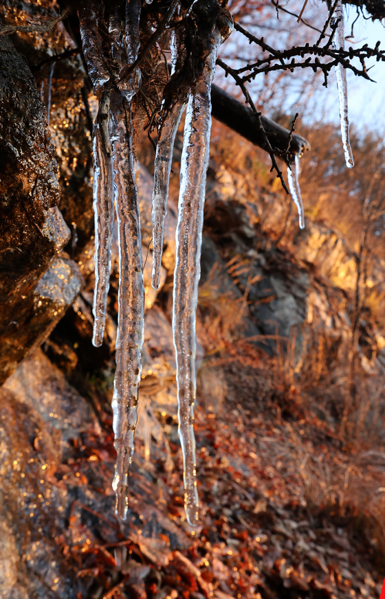 Icicles are pictured in Daegwallyeong on Wednesday when the temperature in the region dropped to minus 4.6 degrees Celsius (23.72 degrees Fahrenheit). [YONHAP]