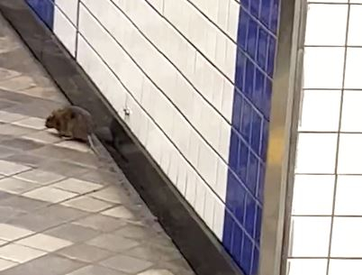 The rat that was spotted at the Yeongdeungpo subway station in Seoul on Monday. [YONHAP]