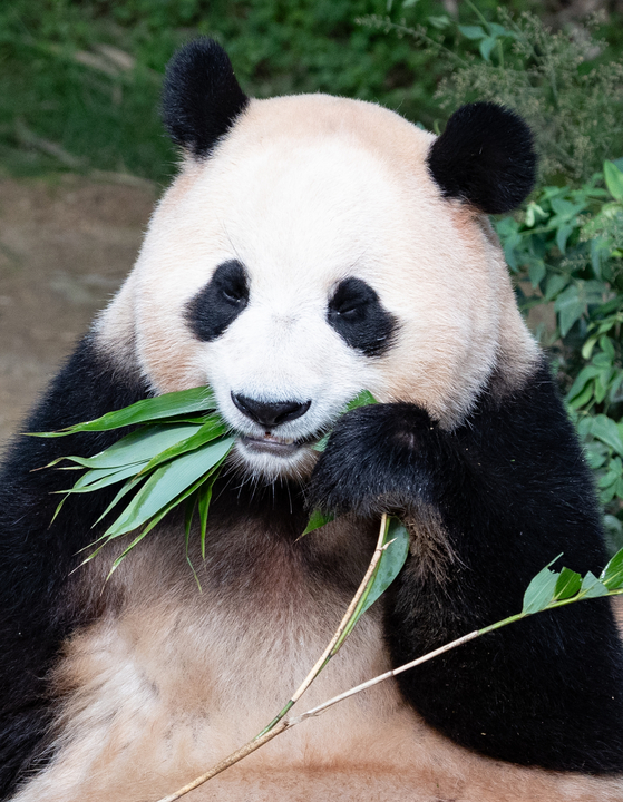 Fu Bao enjoys a bamboo meal on Oct. 12. [NEWS1]