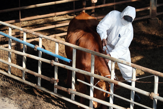 A cow gets vaccinated at a farm in Gwangju on Nov. 1. [YONHAP]