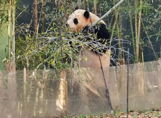 Giant panda Fu Bao left her outdoor enclosure at Everland on Monday, enjoying 30 minutes of unbridled freedom. [SCREEN CAPTURE]