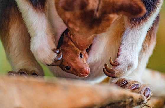 A joey emerging from the pouch of its mother [AFP/YONHAP]