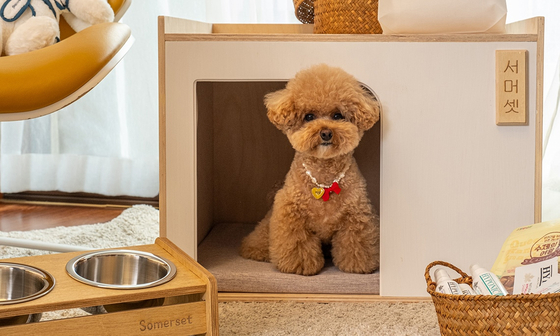 Jeju Shinhwa World began operating pet-friendly rooms from October. [JEJU SHINHWA WORLD]