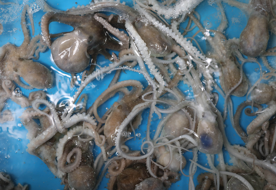 Nakji, otherwise known as long arm octopus, are shown inside a water tank. [JOONGANG PHOTOS]