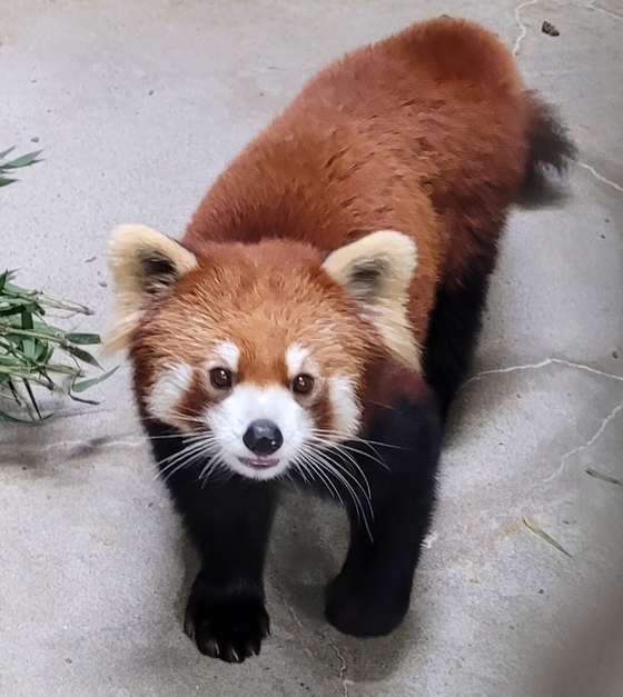 A female red panda is from Tokyo's Tama Zoological Park in Japan, who was born in July 2020. [SEOUL GRAND PARK]