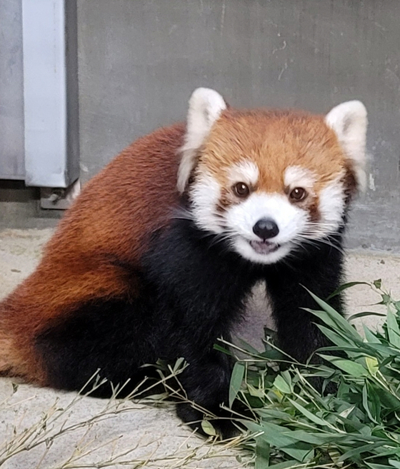 A male red panda from Saitama Children's Zoo Park in Japan [SEOUL GRAND PARK]