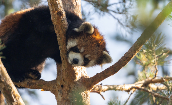 A red panda from Calgary, Canada. [SEOUL GRAND PARK]