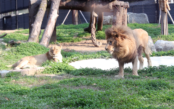 Nineteen-year-old lion Baram, right, is introduced into the same enclosure as 12-year-old lioness Dodo at Cheongju Zoo in North Chungcheong on Oct. 23. [CHEONGJU ZOO]