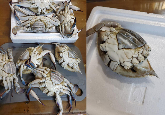 Pictures of crabs with missing legs purchased at a store at the Soraepogu fish market in Incheon in June. [SCREEN CAPTURE]