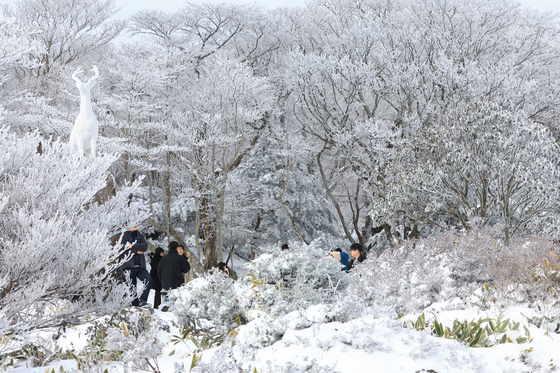 People stand on the snow on Mount Halla in Jeju on Monday. Over 15 centimeters (6 inches) of snow are expected to accumulate in mountainous areas of Jeju through Wednesday, according to the Korea Meteorological Administration. [YONHAP]