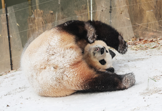 Fu Bao, Korea's giant panda, plays in the snow at Everland in Yongin, Gyeonggi. [YONHAP] 