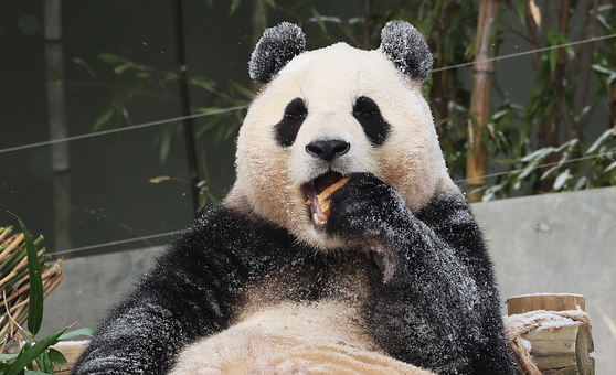 Fu Bao, Korea's giant panda, plays in the snow at Everland in Yongin, Gyeonggi. [YONHAP] 