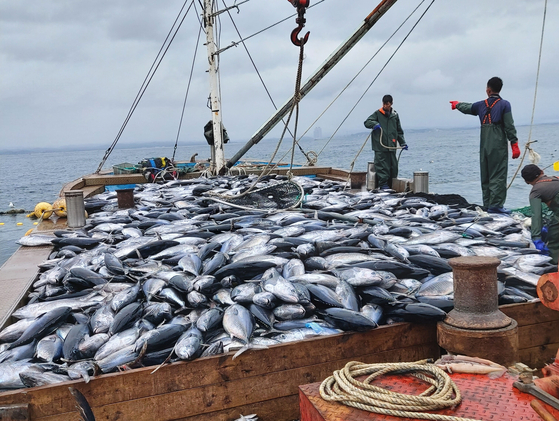 Pictured are tuna caught in the East Sea near Gangneung, Gangwon. The fishers are unloading the caught tuna back into the sea as they have fished over the quota. [JOONGANG PHOTO]