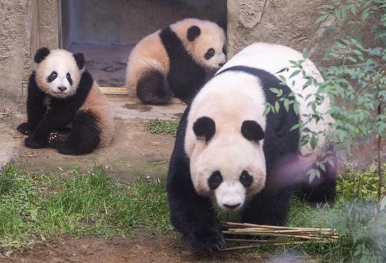 Twin pandas Rui Bao (left) and Hui Bao (center) walking around the yard with their mother Ai Bao (right) [SAMSUNG C&T]