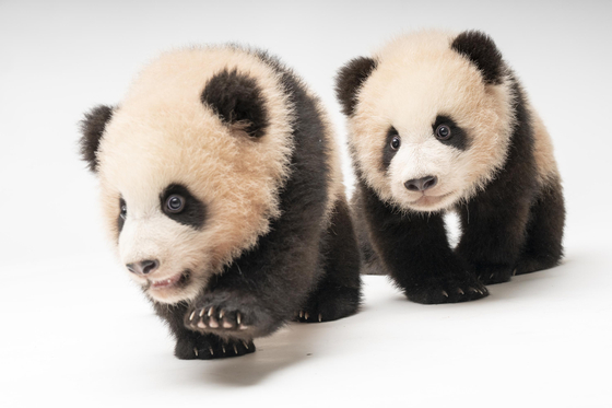 A picture of twin giant pandas Rui Bao, left, and Hui Bao taken in November [SAMSUNG C&T]