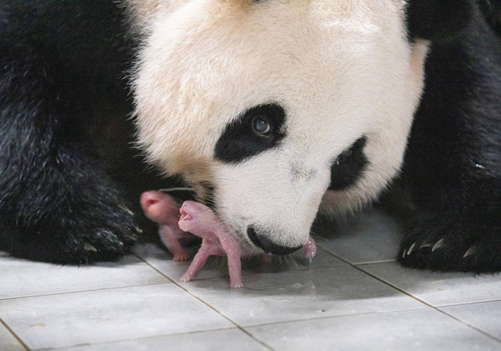 Mother panda Ai Bao gives birth to twin pandas Rui Bao and Hui Bao at Everland theme park in Yongin, Gyeonggi, on July 7. [EVERLAND]