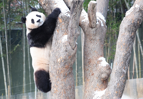 Fu Bao plays on a tree in the outdoor yard at Everland's Panda World in Yongin, Gyeonggi, on Dec. 20 last year. [YONHAP]
