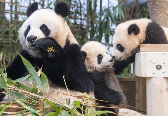 Ai Bao and twin panda cubs have their time in the indoor yard at Everland's Panda World in Yongin, Gyeonggi, on Thursday. [YONHAP, SAMSUNG C&T] 