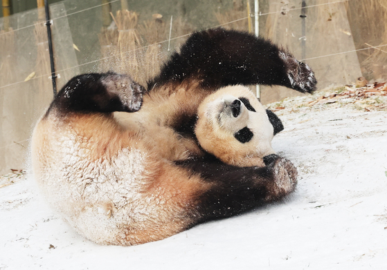 Fu Bao plays in the outdoor yard at Everland's Panda World in Yongin, Gyeonggi, on Dec. 20 last year. [YONHAP] 