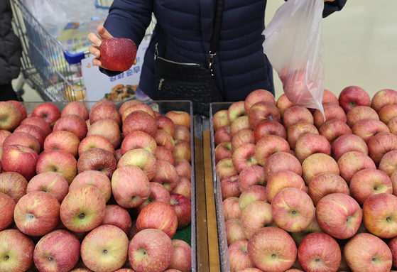 A customer picks up apples at a discount mart in central Seoul on Wednesday. The price of three apples was 15,000 won ($11.25) ahead of the Lunar New Year, up 43 percent on year compared to the same day last year. [YONHAP]