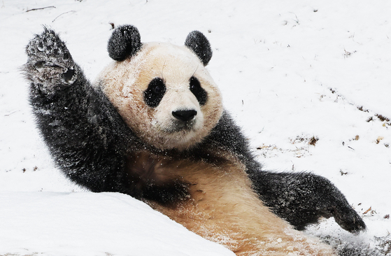Fu Bao enjoys the snow on Dec. 20, 2023, in Everland, Gyeonggi. [YONHAP]
