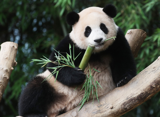 Everland's Korean-born giant panda Fu Bao [YONHAP]