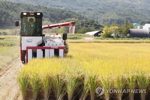 An official checks the growth of rice at a rice paddy. [Yonhap]
