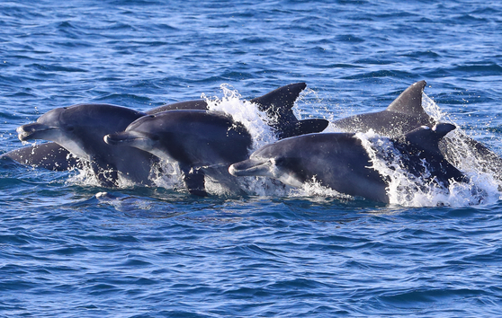 Dolphins are not too hard to see at the sea around Daejeong-eup, Seogwipo in Jeju. [YONHAP]