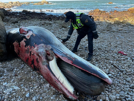 A dead minke whale on the shore at Baengnyeong Island on last Thursday [GREEN INCHEON]
