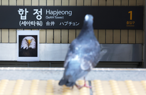A pigeon faces a picture of a bald eagle posted on the entrance to Hapjeong Station in Mapo District, western Seoul, on Tuesday. Seoul Metro, the subway operator, said that the image was strategically placed to scare off pigeons in response to complaints from commuters about the birds frequently entering the station. [YONHAP]