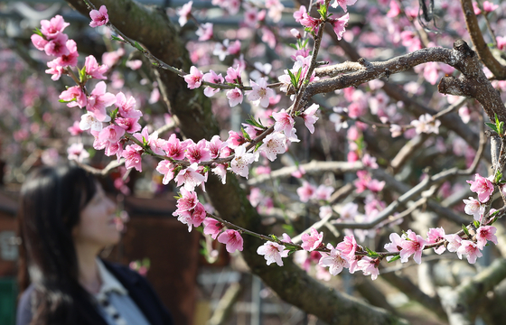 A passerby watches blooming flowers in Gyeongsan, North Gyeongsang, on Tuesday. [YONHAP] 