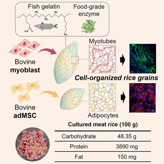 Graphical abstract shows how cultured meat rice is made. [MATTER]